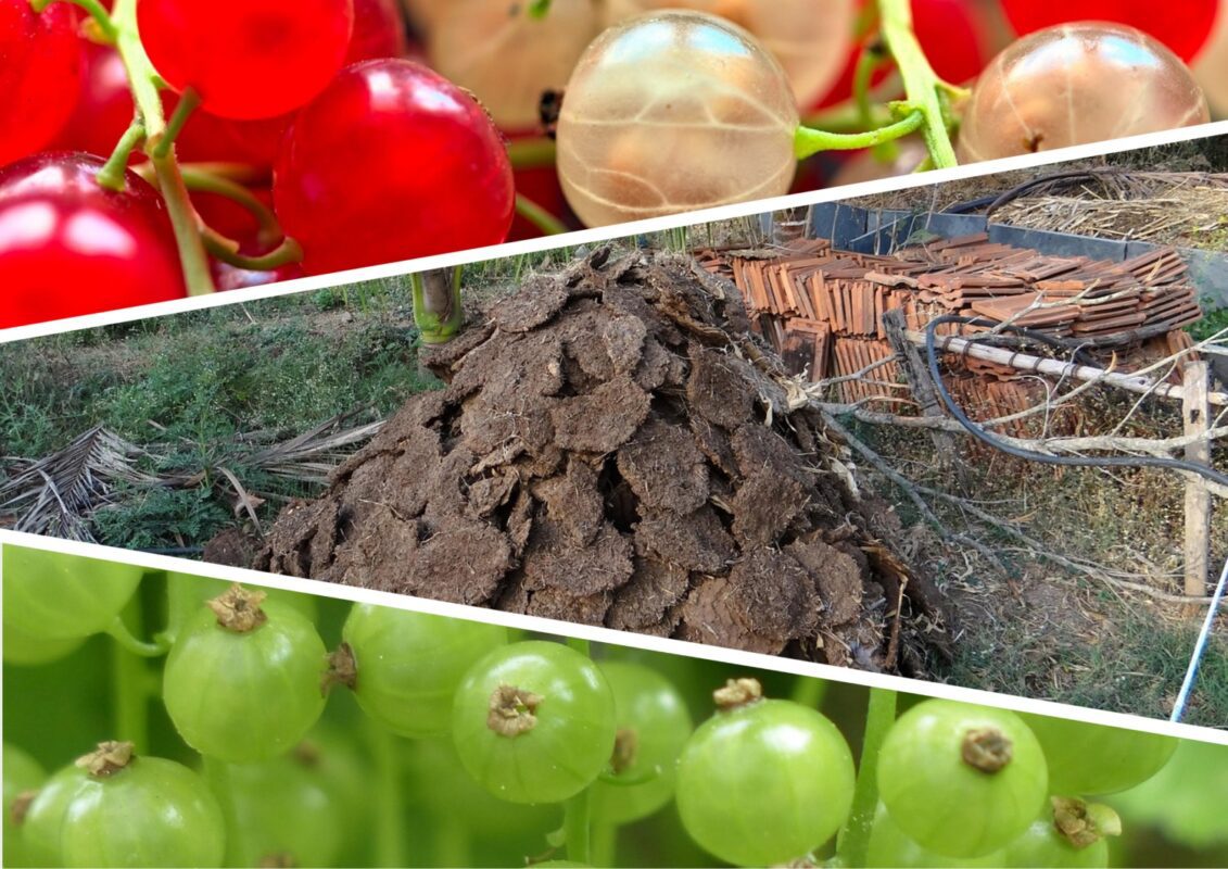 Садівники розповіли, чим підживити смородину навесні для щедрого врожаю