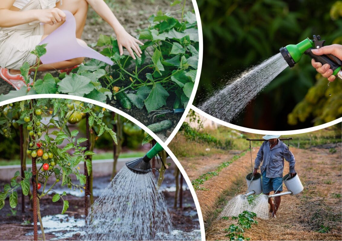 Садівники пояснили, чому не варто поливати город увечері