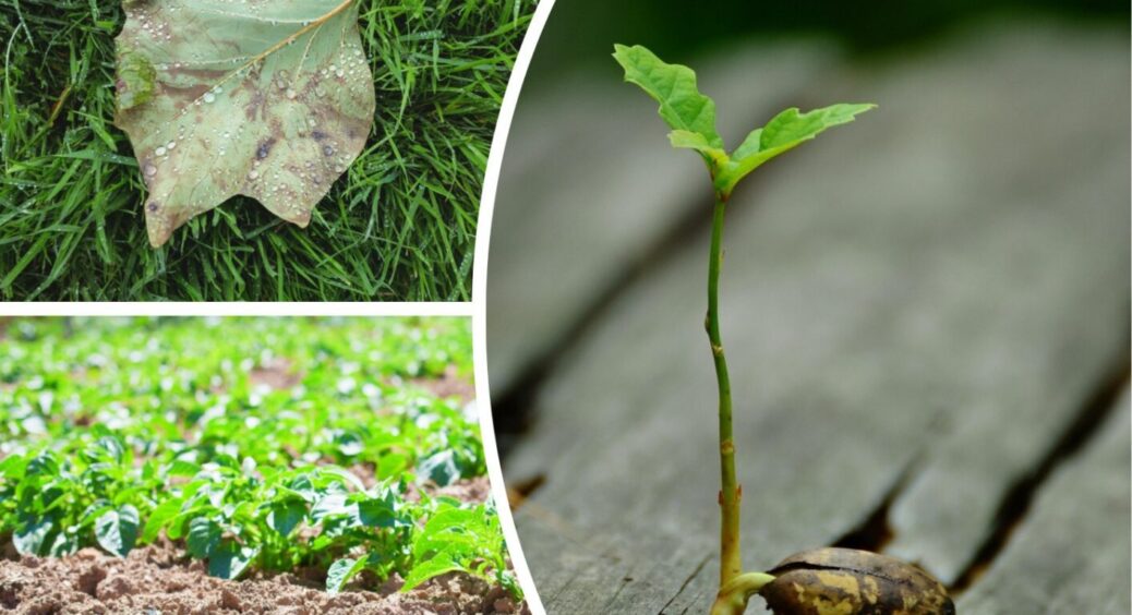 6 овочевих хвороб, які вже вдарять по врожаю у червні 2025 – на що звернути увагу в першу чергу 