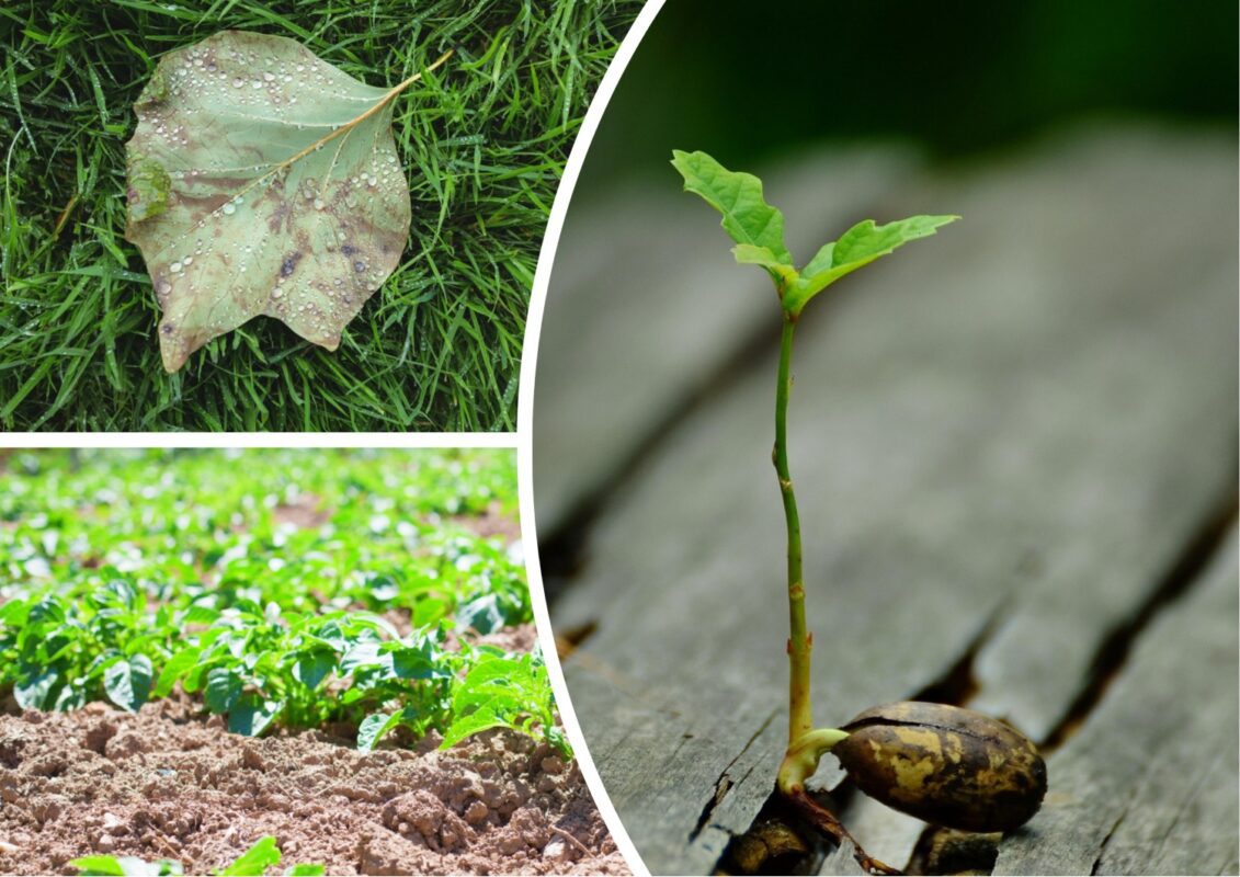 Аграрії назвали 6 хвороб овочів, які активізуються в червні