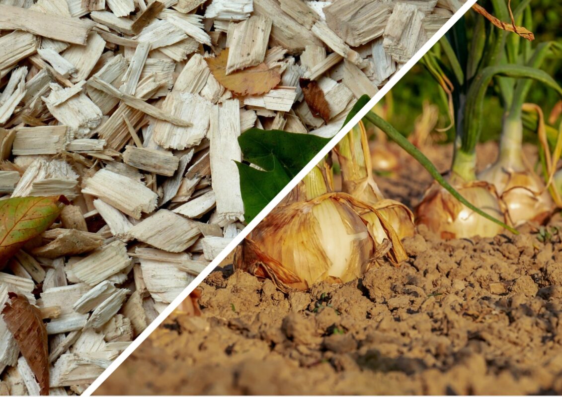 Садівники пояснили, без чого навіть не варто починати мульчувати город