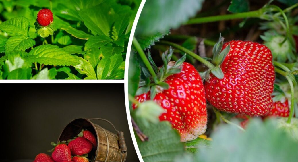 5 рослин, які ніколи не варто висаджувати біля полуниці: ягоди цього вчинку не пробачать 