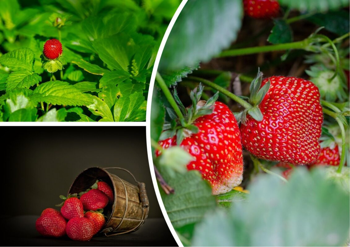 Городники назвали рослини, які не можна саджати поряд із полуницею