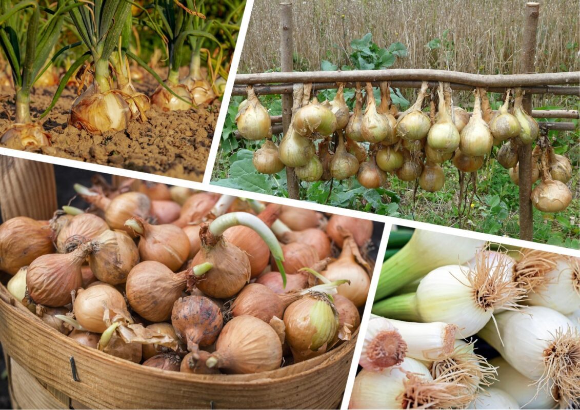 Агрономи назвали сорти цибулі, що стійкі до стрілкування