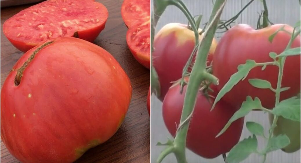 Як цукрова вата: цей томат став відкриттям літа 2025 – фермери збирають по 50 кг з куща 
