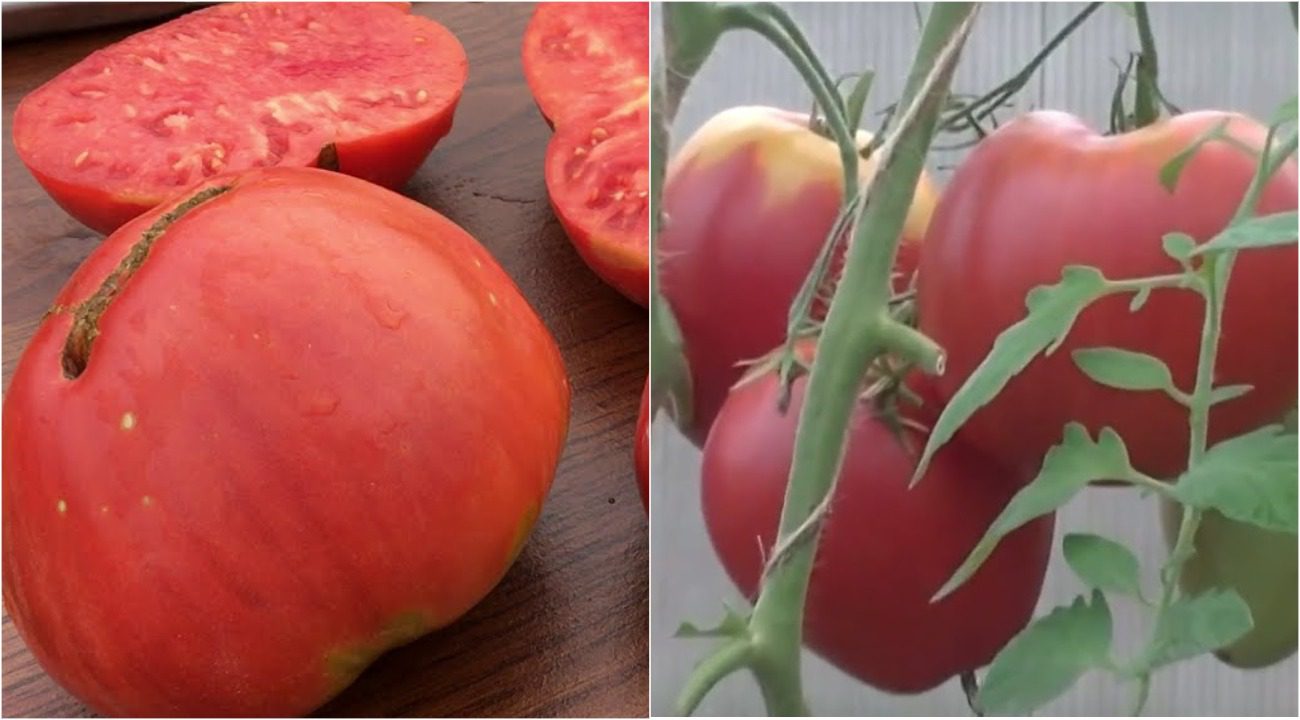 Агрономи назвали високоврожайний і дуже солодкий сорт помідорів