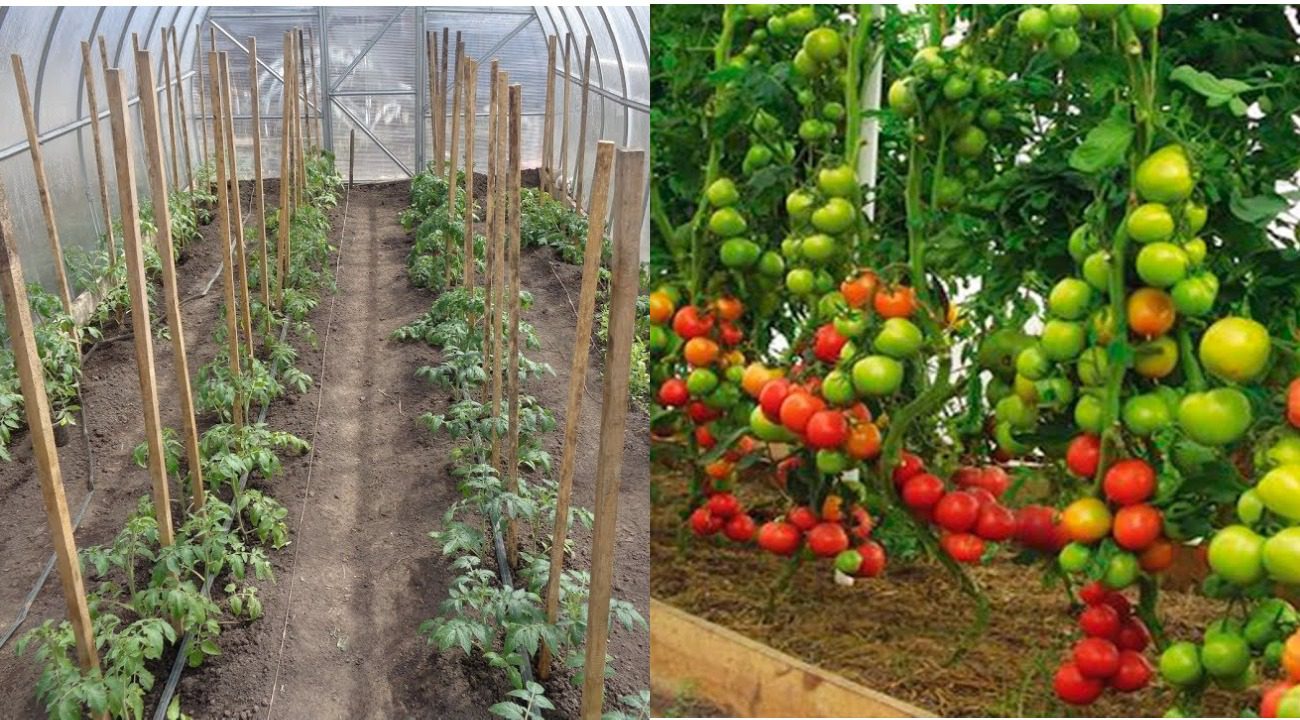 Агрономи розповіли, за якими схемами садити помідори для найкращого урожаю