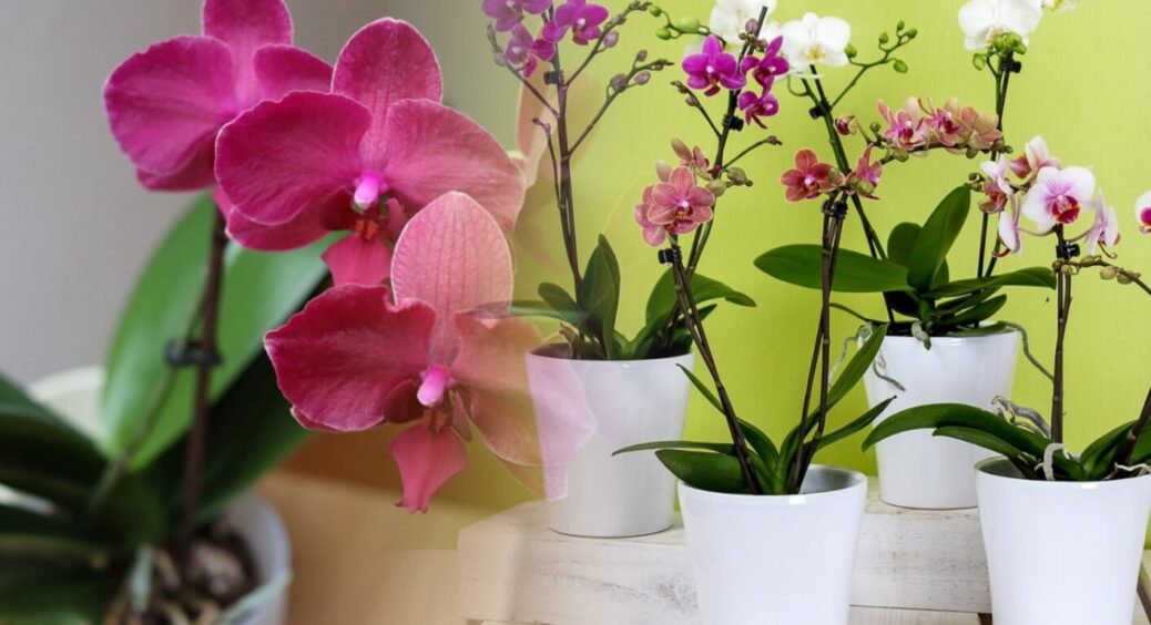Що робити, якщо у орхідеї зламався квітконос: лише 1 варіант і секрет від професійного флориста 