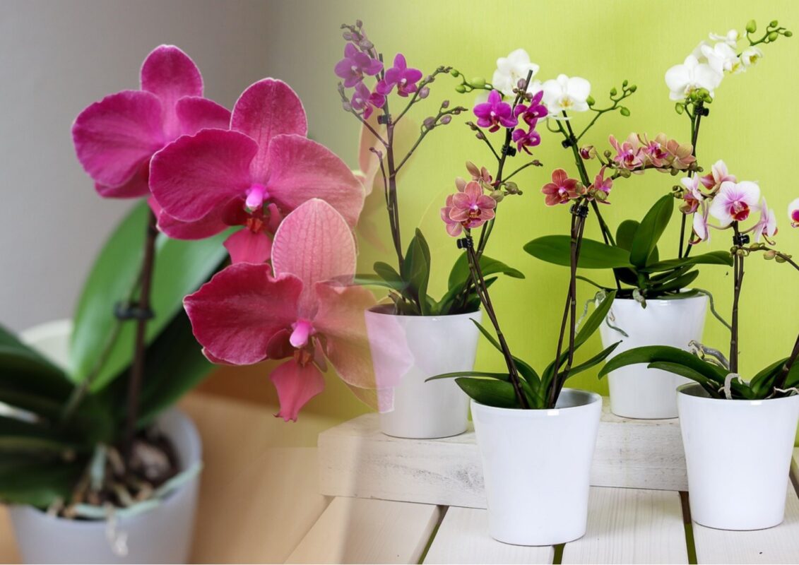 Квітникарі розповіли, що робити, якщо в орхідеї зламався квітконос