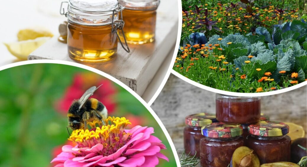 Варення запліснявіло, а мед “забродив”? Не спішіть до смітнику – “подаруйте” ці солодощі грядкам 