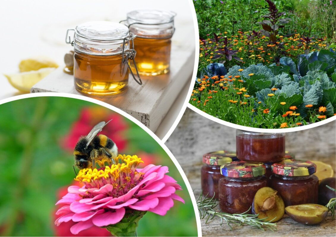 Дачники розповіли, як використати варення з пліснявою на городі