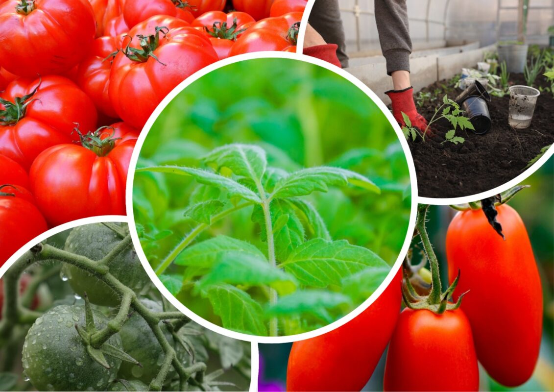 Городники назвали ідеальне підживлення, яке збільшить врожайність помідорів