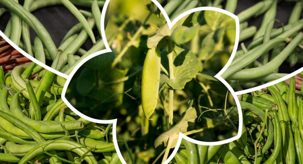 Просто зробіть з квасолею це, і в 2025-му вродить не на жарт: секретна підживка від агрономів 