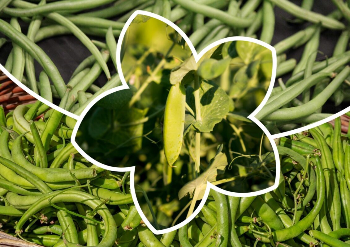 Агрономи назвали 1 секретне добриво для гарного врожаю квасолі