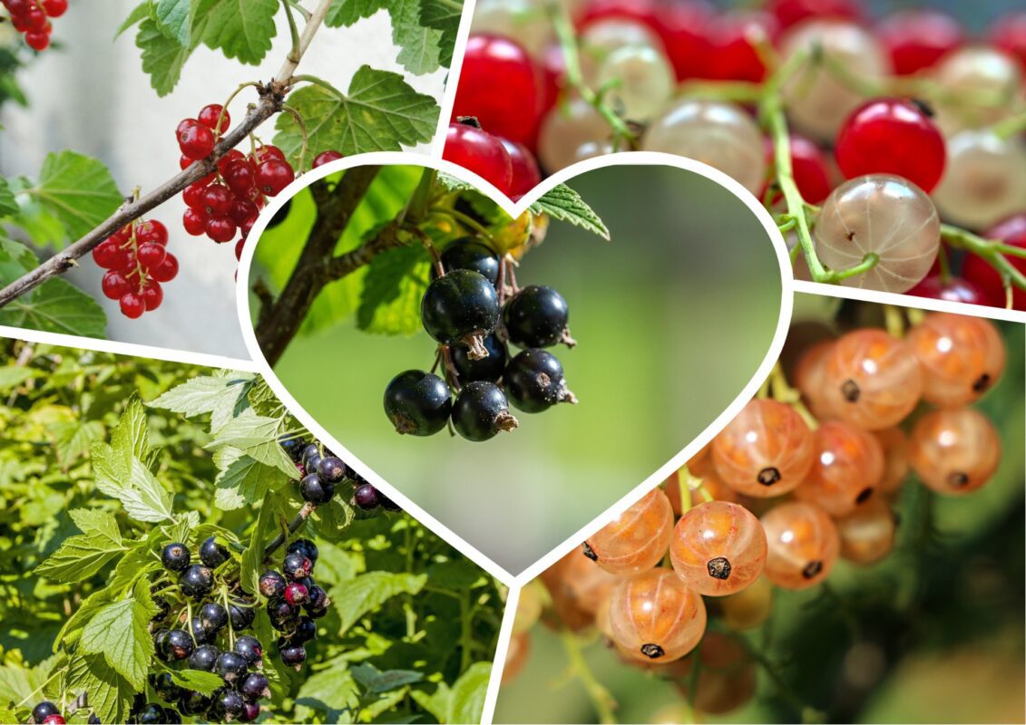 Садівники пояснили, чим слід підживити смородину до 1 червня