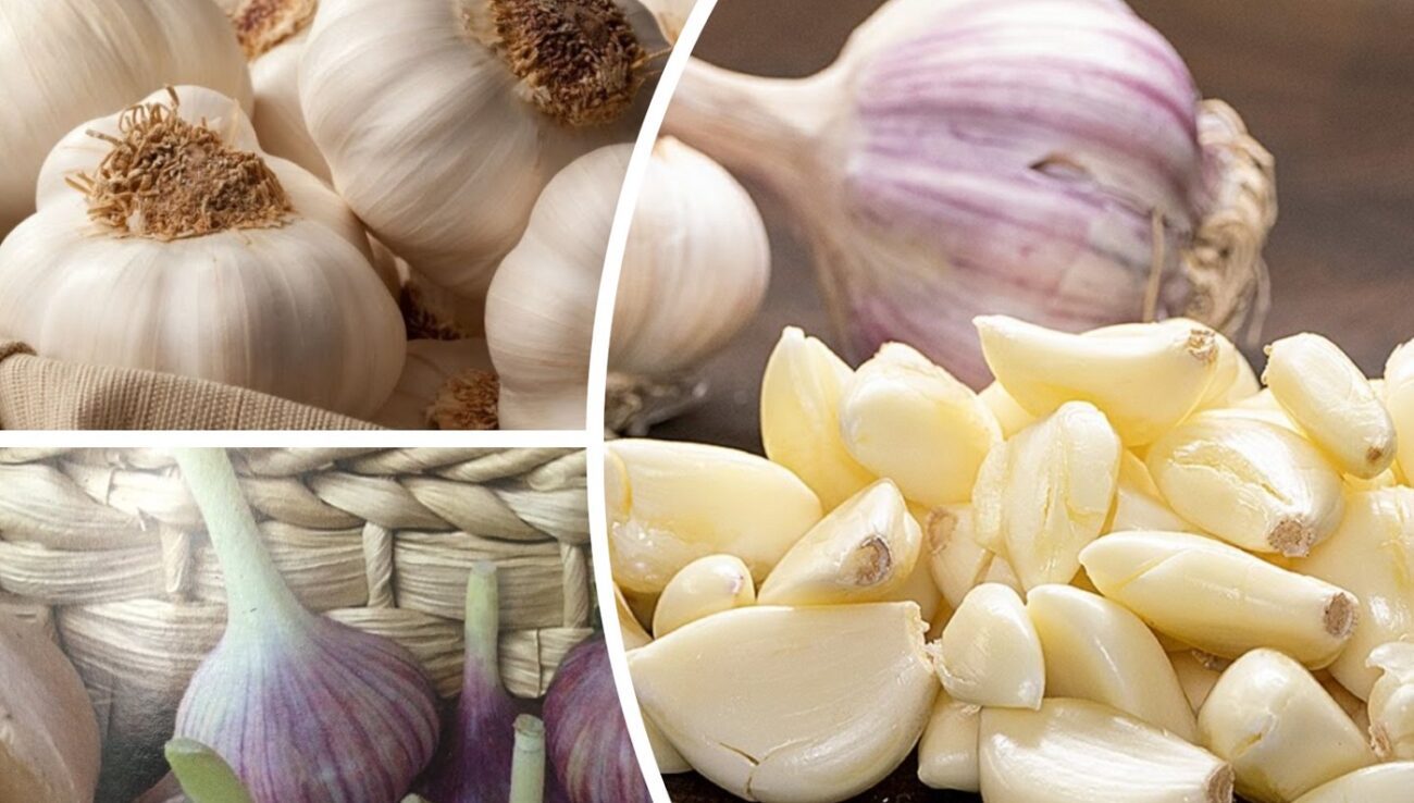 Городники пояснили, яке існує найкраще позакореневе підживлення для часнику