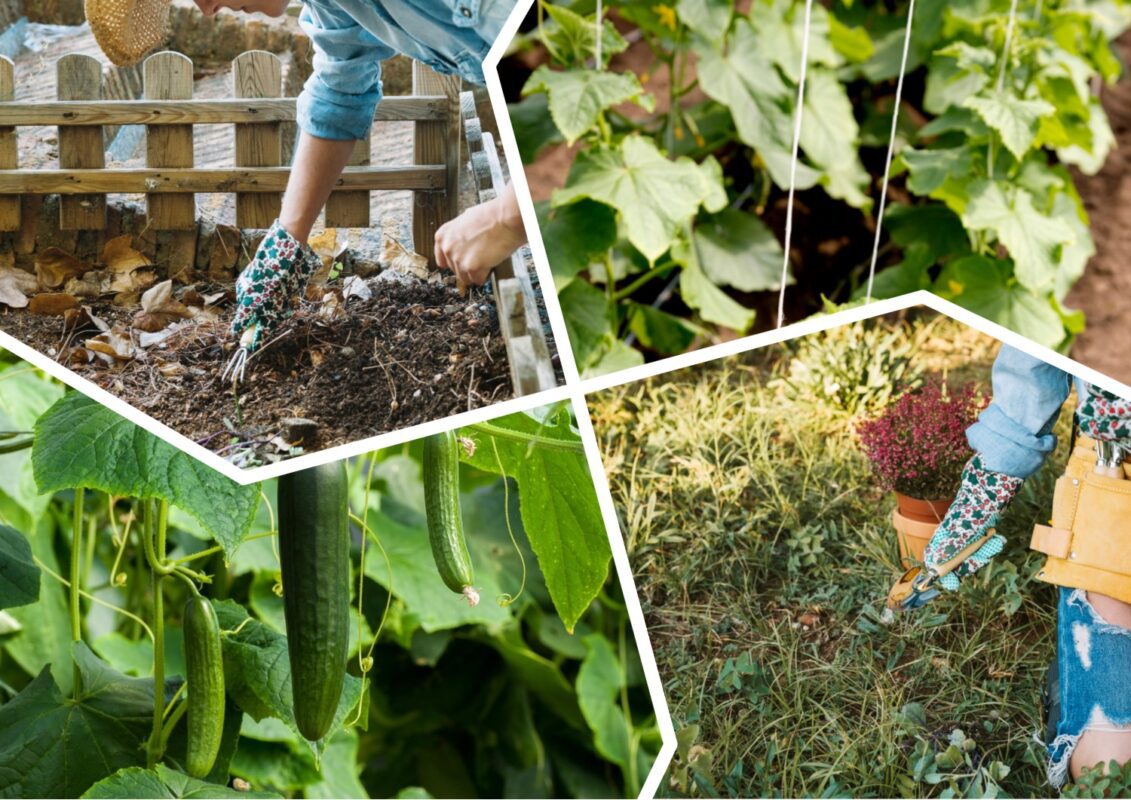 Агрономи назвали 2 типи органічної мульчі для огірків