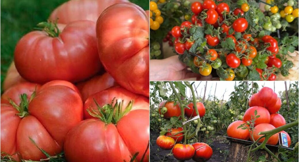 З року в рік саджаю тільки ці: сорти томатів, які перевершать всі очікування – рекордсмени 2025 
