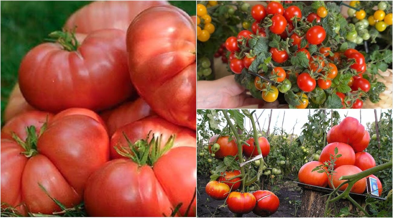 Експерти назвали найкращі сорти томатів для вирощування в Україні
