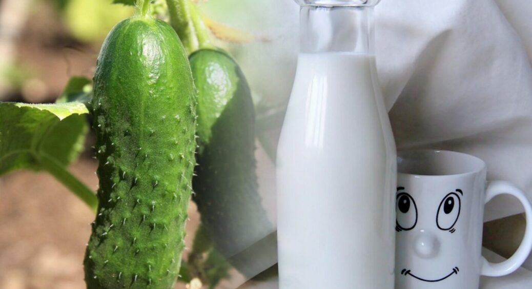 Огірки ростуть швидше вітру і ніякої борошнистої роси: напоюю їх молоком і врожай збираю відрами 