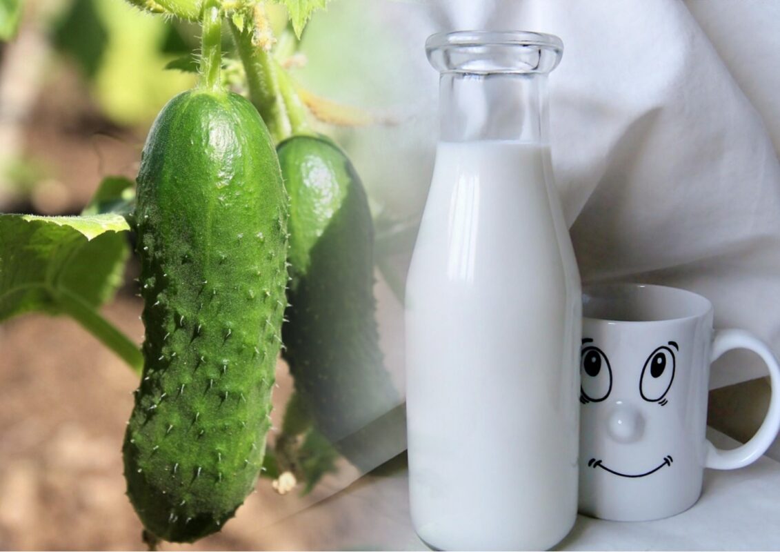 Як виростити щедрий врожай огірків за допомогою молока