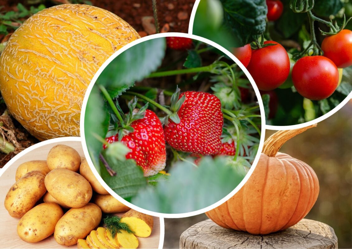 Які культури не можна саджати поряд із полуницею