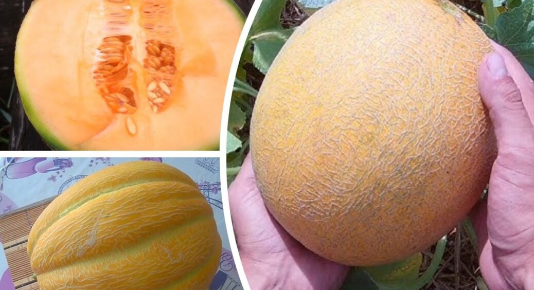 Дині маленькі, але солоденькі: 5 сортів, які можна посадити прямо зараз – смачні як десерт 