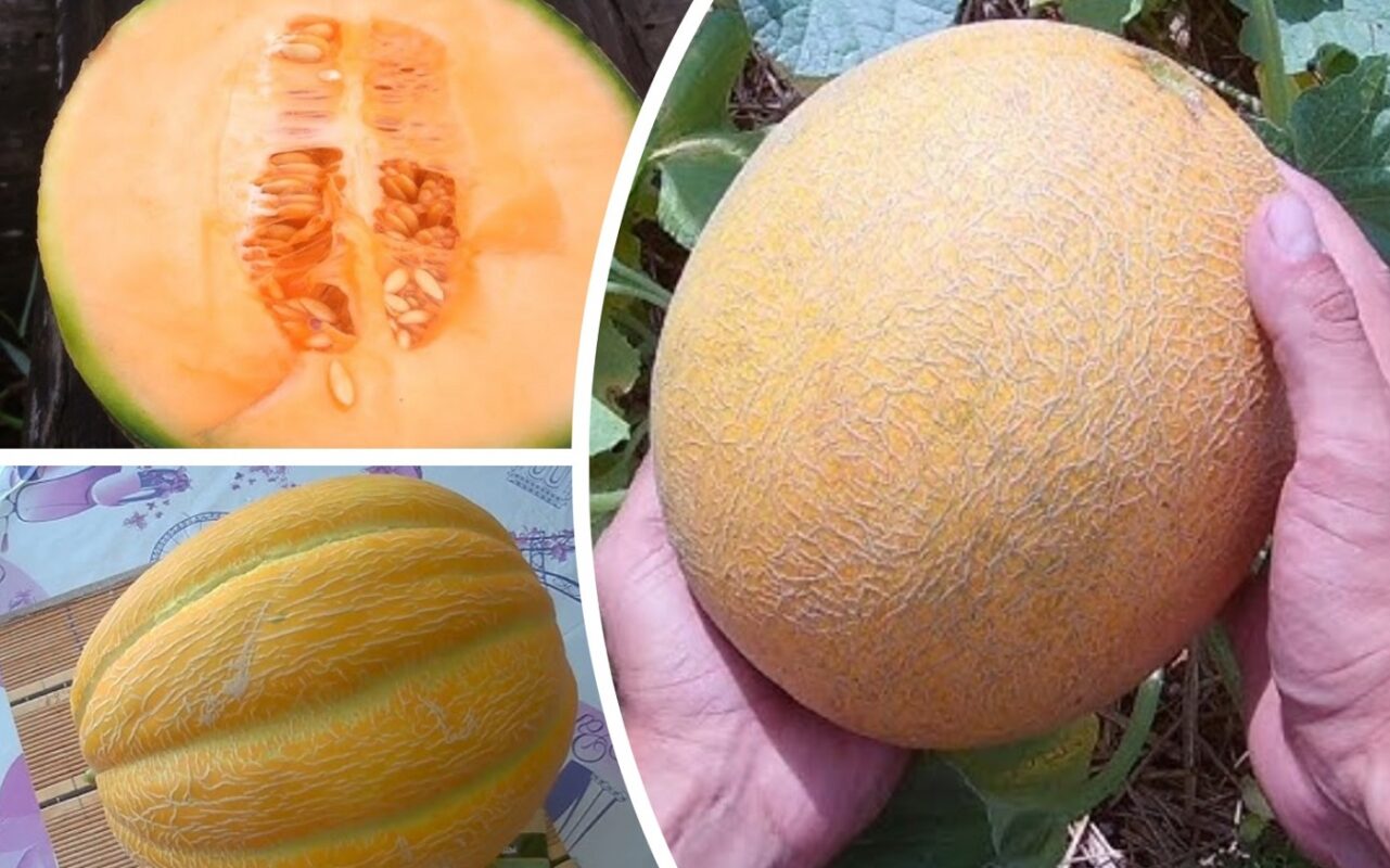 Експерти назвали 5 найсолодших сортів динь, які можна вирощувати в Україні