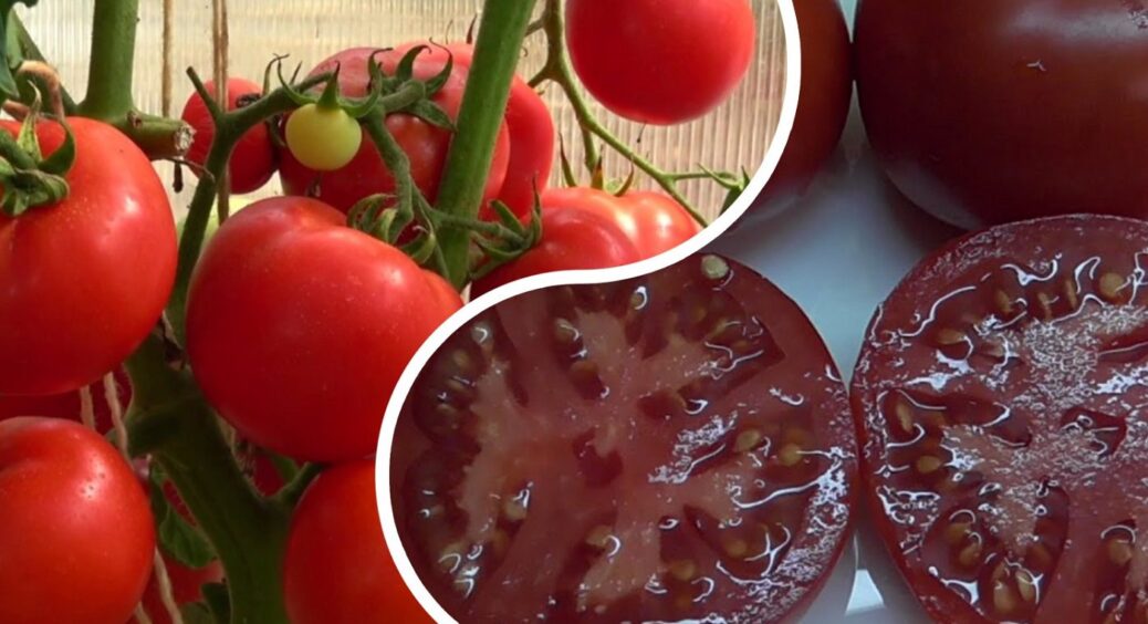 Цей сорт помідорів одеські фермери назвали “невмирущим”: витримує спеку і дає по 8 кг з куща 