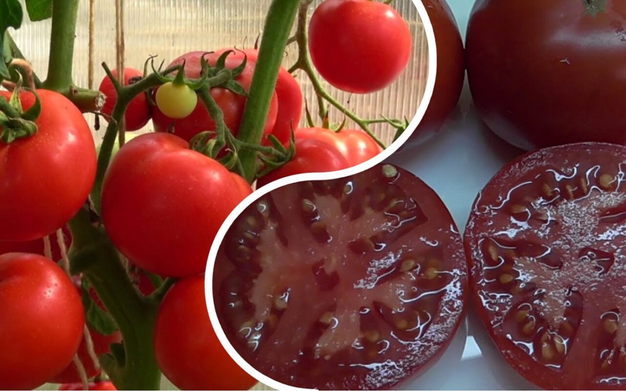 Агрономи назвали високоврожайний сорт помідорів, який витримує спеку і посуху