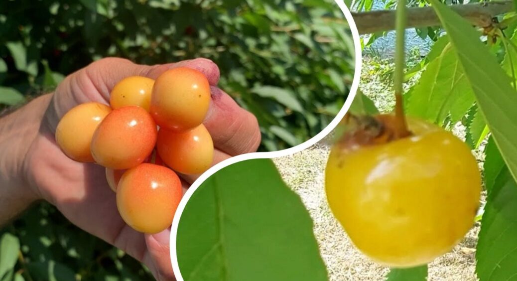 Цю “жовту” черешню обожнюють на Херсонщині: 4 сорти з м’яким смаком та яскравими ягодами 