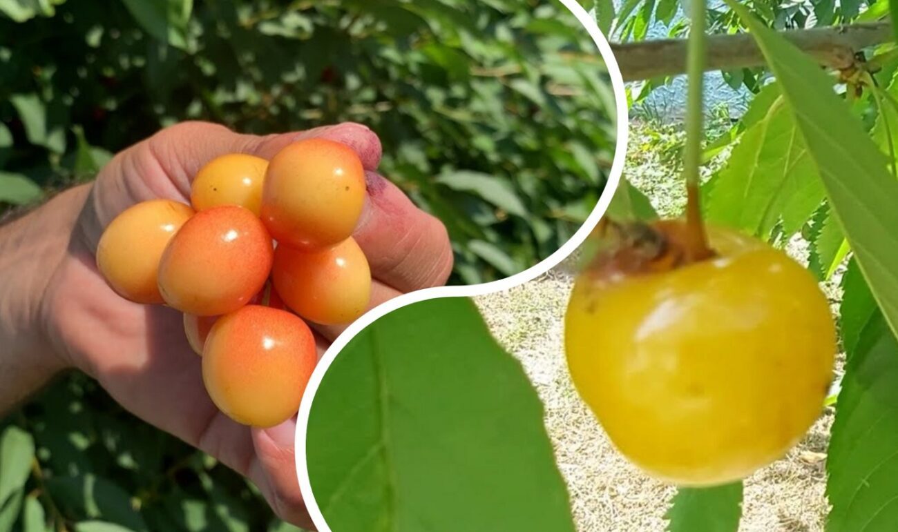 Експерт розповів, які сорти черешні варто посадити на городі 