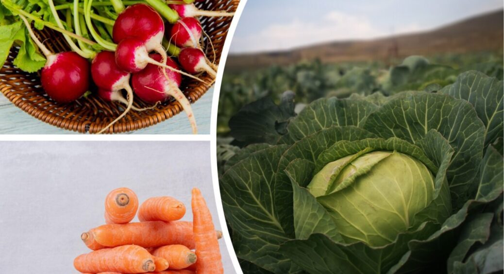 Схаменіться, бо врожаю не побачите як своїх вух: 5 овочів, які не можна підгодовувати золою 