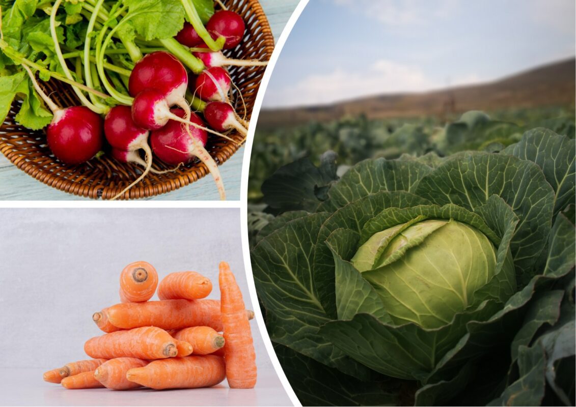 Агроном розповів, які 5 рослин не можна висаджувати влітку