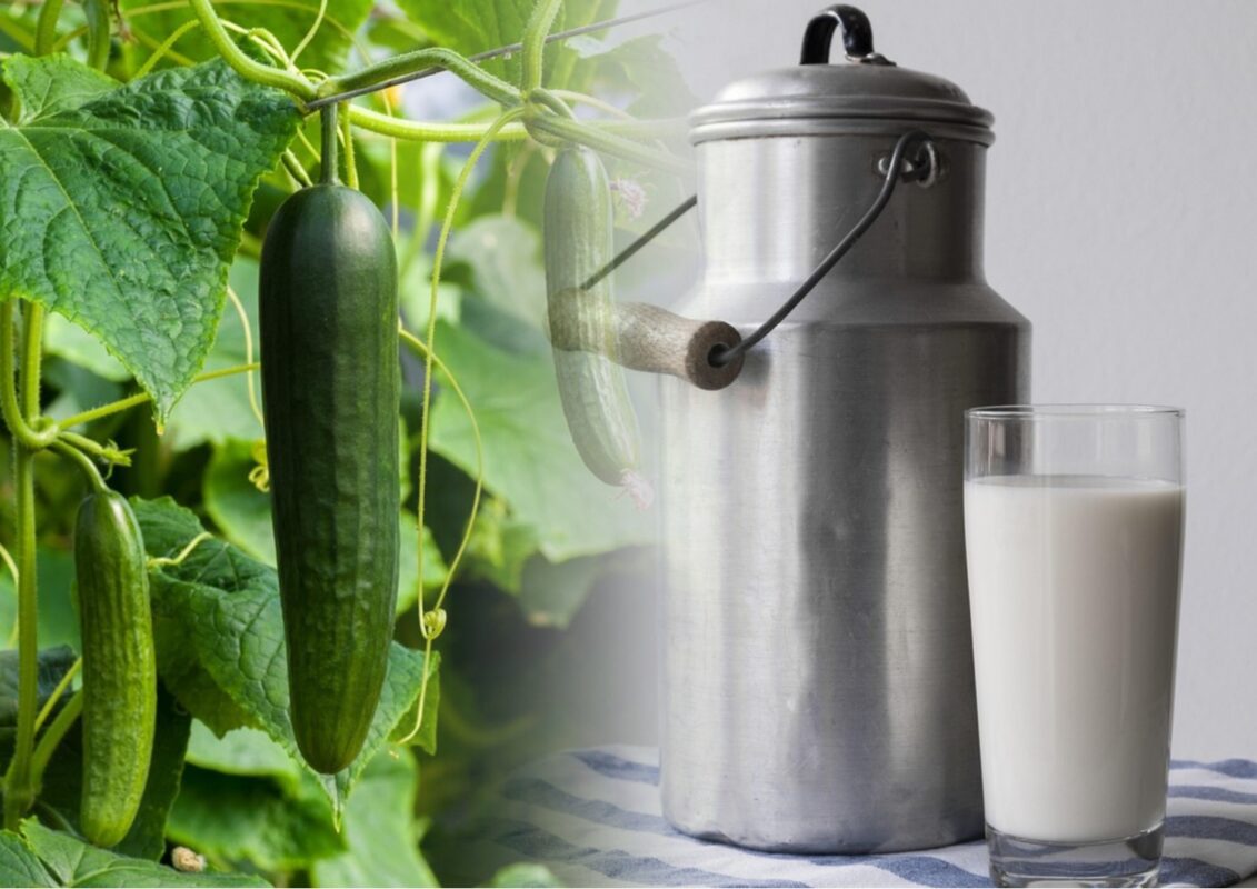 Городники розповіли, як за допомогою молока підвищити врожайність огірків