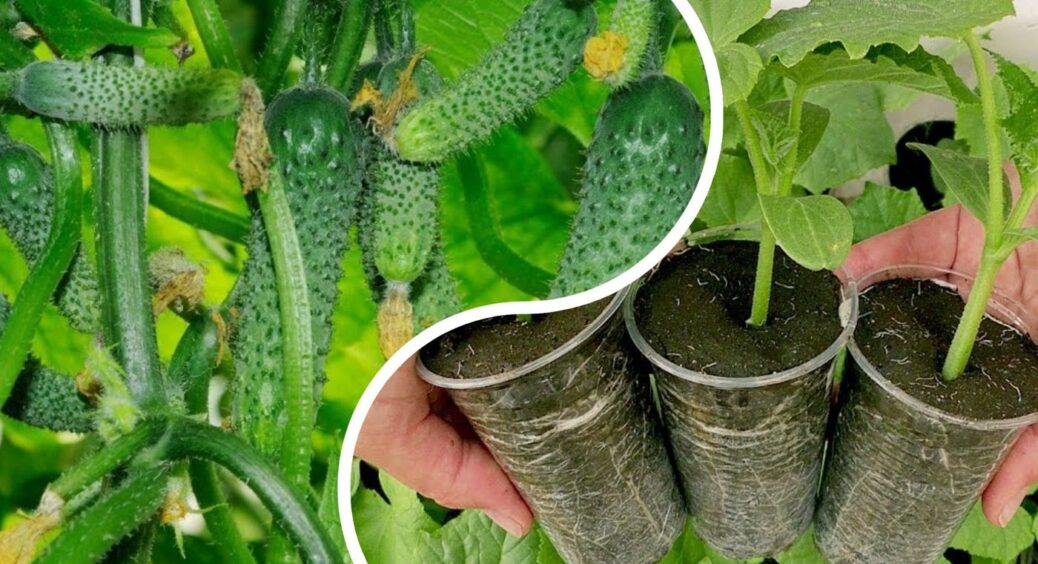На Одещині садять огірки лише 2 сортів: інші не витримують спеку і посуху, а ці – невибагливі 