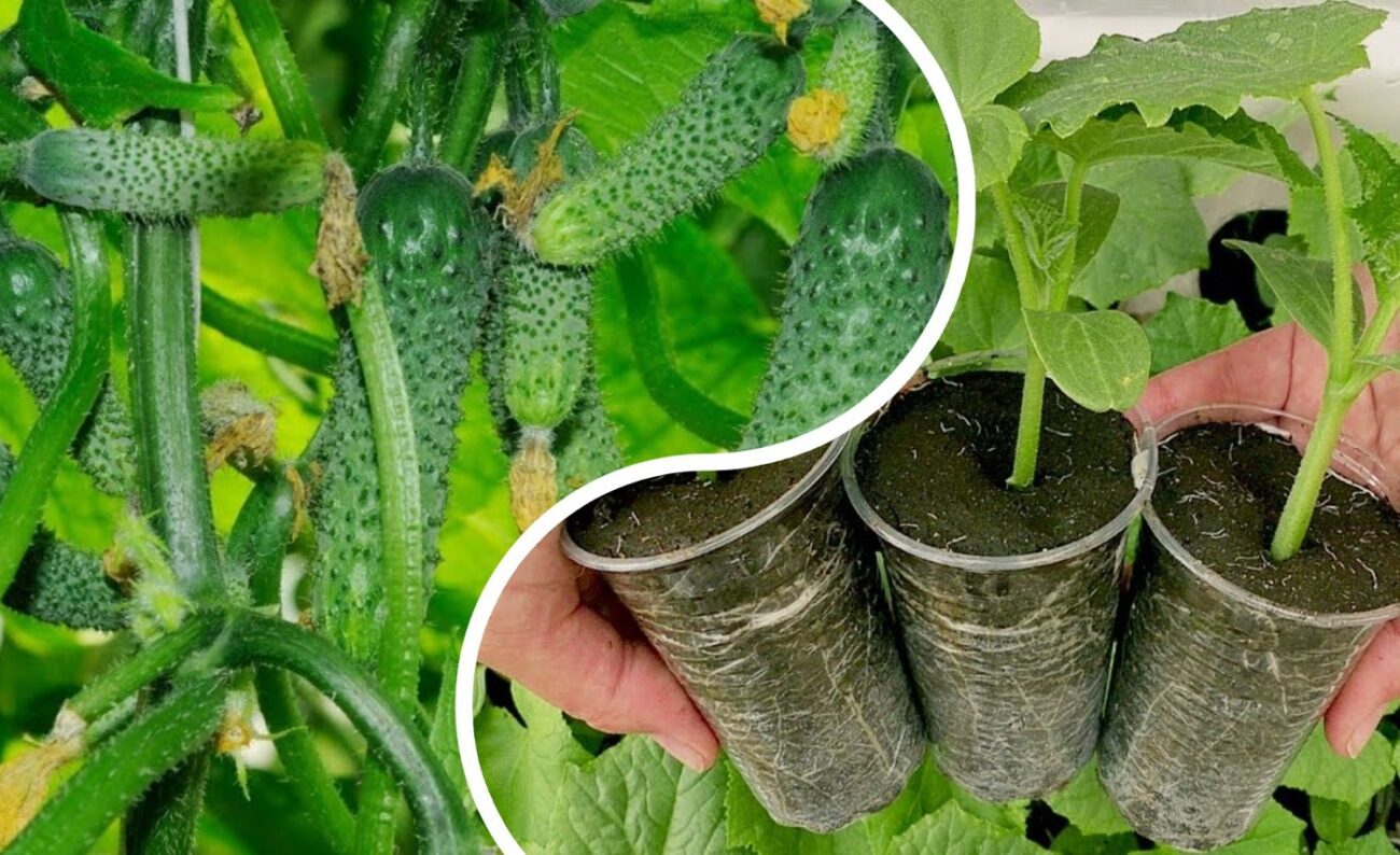 Агрономи назвали 2 сорти огірків, які родять навіть в спеку і посуху