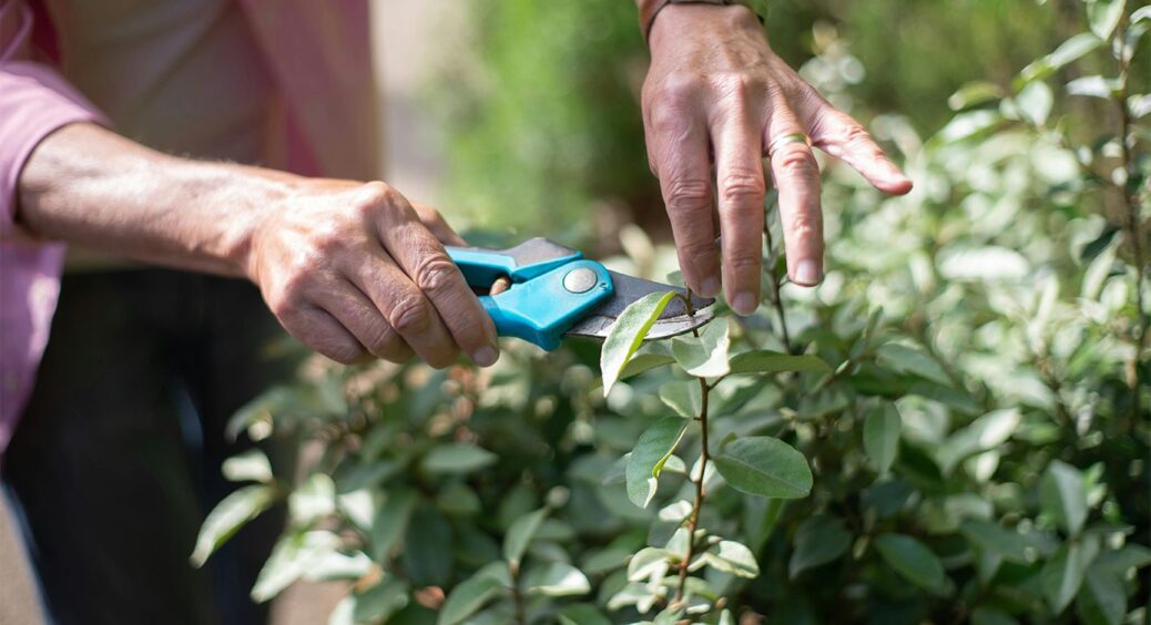 Або зараз, або буде запізно: які кущі та дерева обрізають в червні – ще є час у 2025-му 
