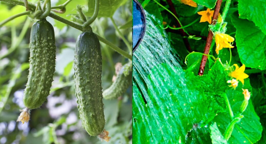 Гірко від огірків – як зробити солодко? Щоб не збирати влітку несмачні огірки, робіть правильно 