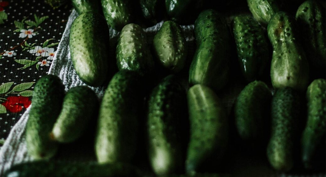 Як сіяти огірки у відкритий ґрунт, щоб зійшли всі 100% – поради без зайвої води 