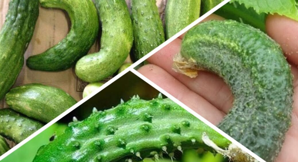 Якщо груша, то калію, якщо морквина – то азоту: городники знають, чому огірки змінюють форму 