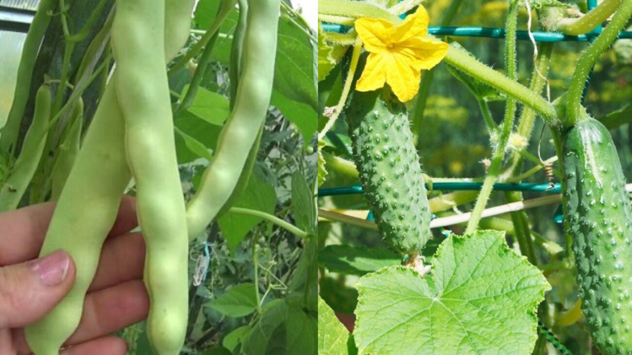 Що висадити поряд з огірками