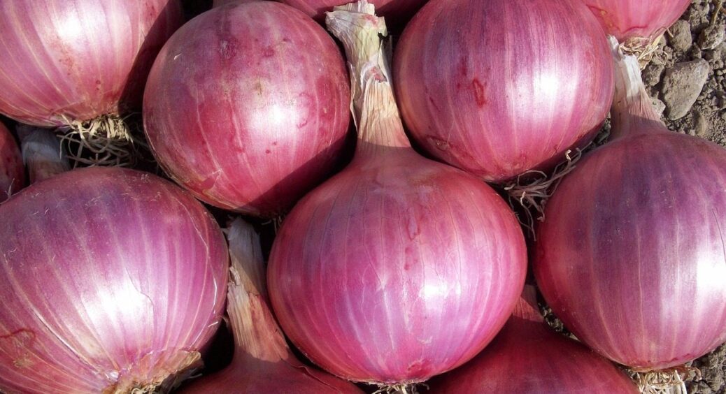 Цибуля, яка плаче замість тебе: чемпіон серед сортів 2025, від якого ви не будете лити сльози 