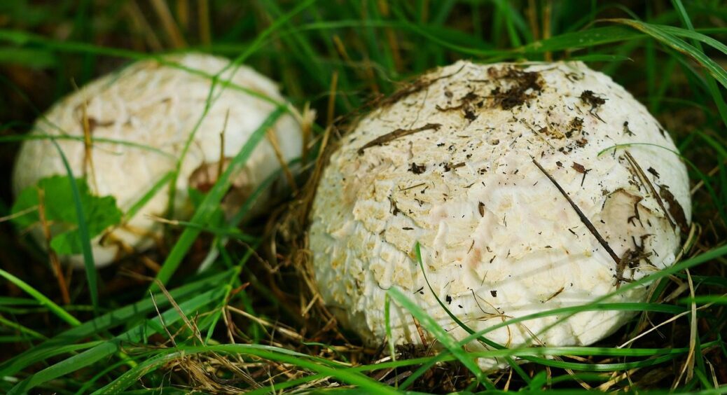 Вся правда про вирощування печериць вдома: “+” та “-” цієї авантюри — досвід з Прикарпаття 