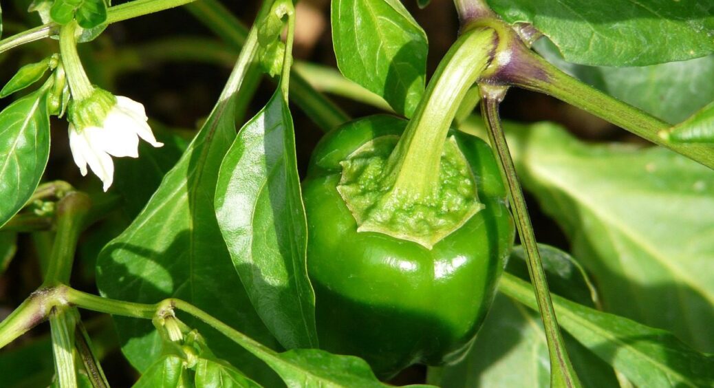 Ці перці не бояться навіть рекордної спеки: 3 сорти, які на Миколаївщині вирощують завжди 