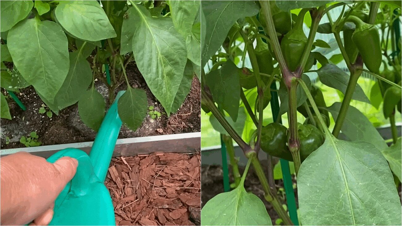 Агроном розповів, чим підживлювати овочі з 1 по 20 червня 