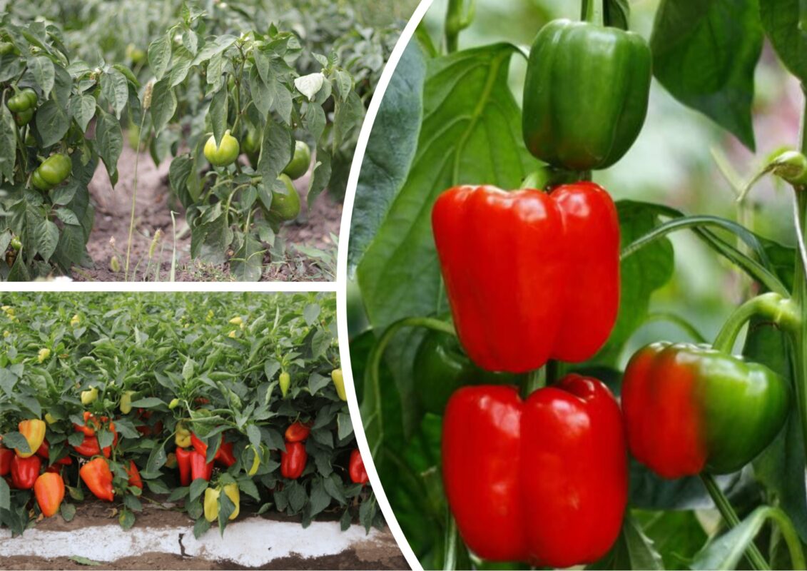 Агрономи розповіли, що потрібно зробити, щоби зібрати мега врожай перцю