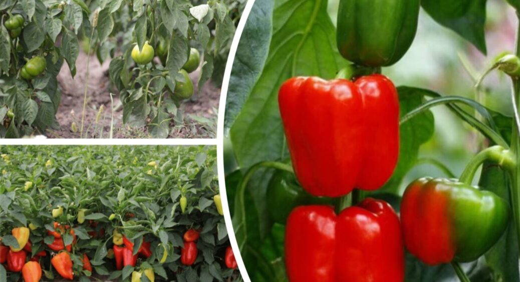 Ось що потрібно, щоби зібрати суперурожай перцю: болгари придумали, а в Полтаві одразу зробили 