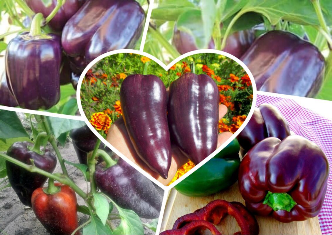 Садівники пояснили, який сорт бордового перцю важить до 200 грамів за штуку