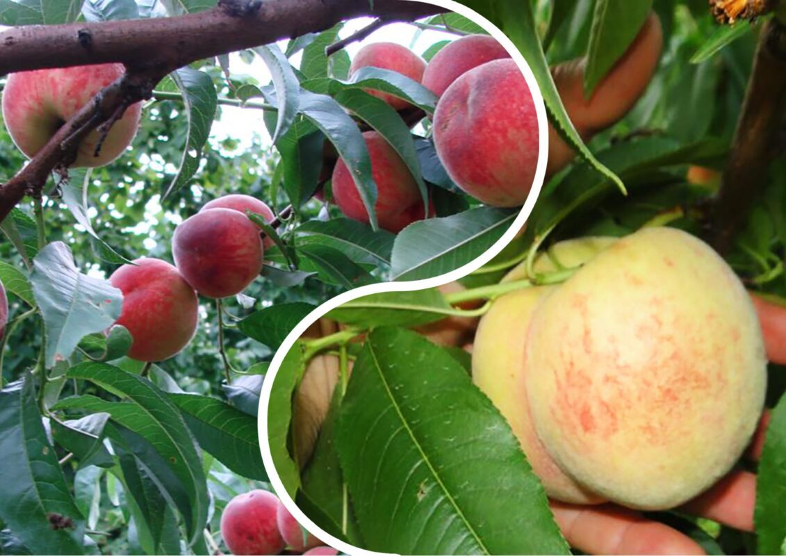 Як виростити персик і врятувати від підмерзання